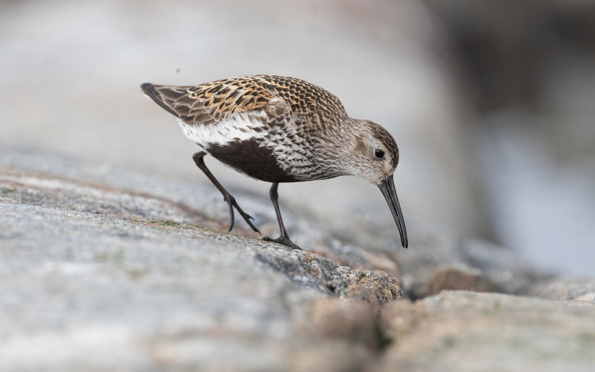 Dunlin - ML631508402