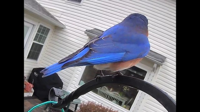 Eastern Bluebird - ML631508416