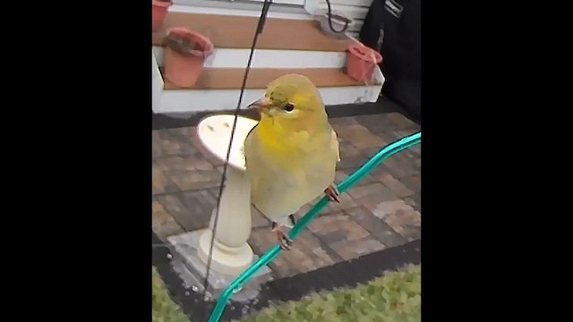American Goldfinch - ML631508423