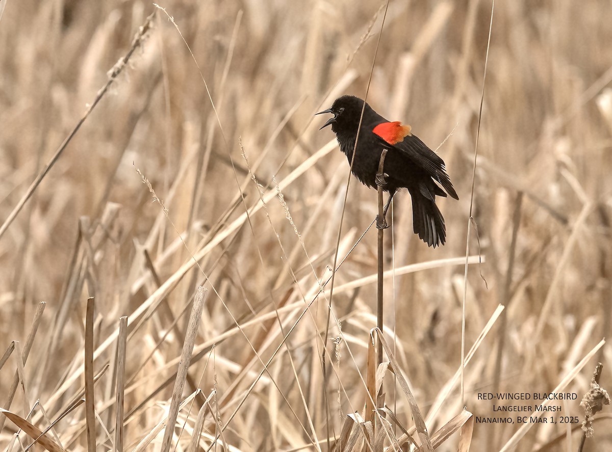 ハゴロモガラス - ML631508447