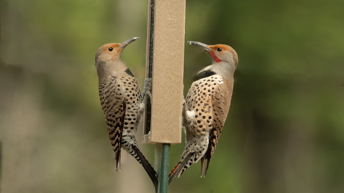 ハシボソキツツキ - ML631508456