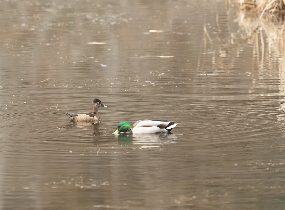 クビワキンクロ - ML631508475