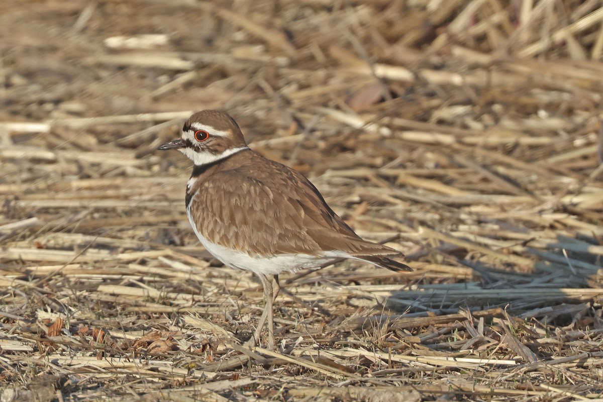 Killdeer - ML631508788