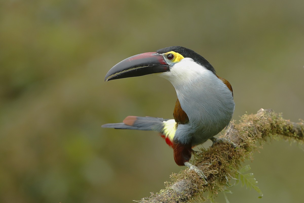 Black-billed Mountain-Toucan - ML631508900