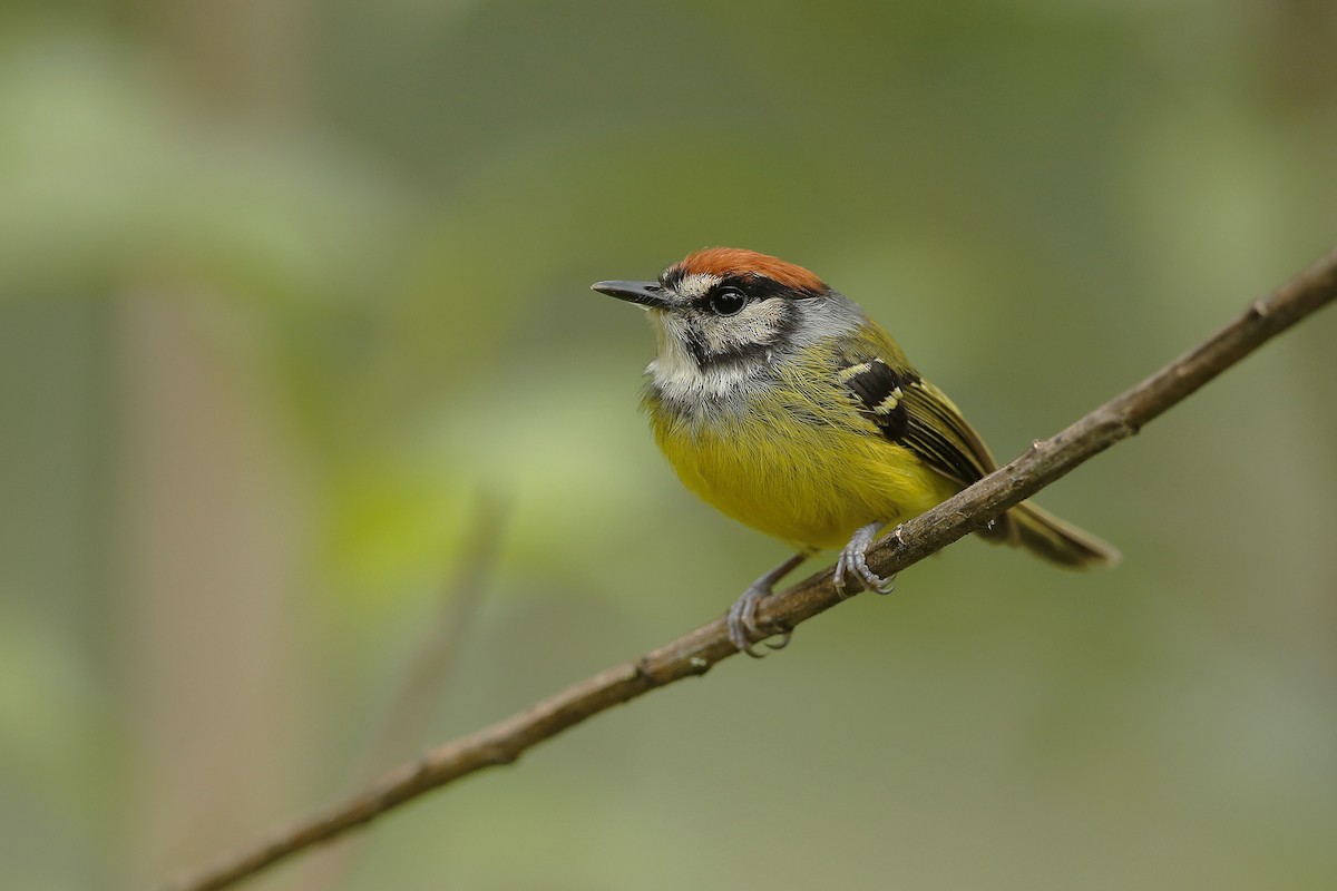 Rufous-crowned Tody-Flycatcher - ML631508927