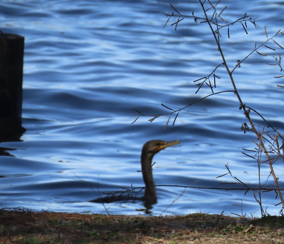 Double-crested Cormorant - ML631508955