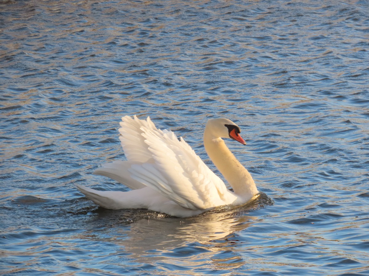 Cygne tuberculé - ML631508979