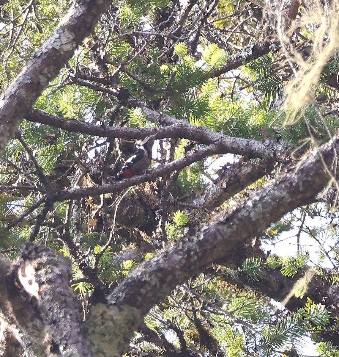 Necklaced Woodpecker - ML631509024