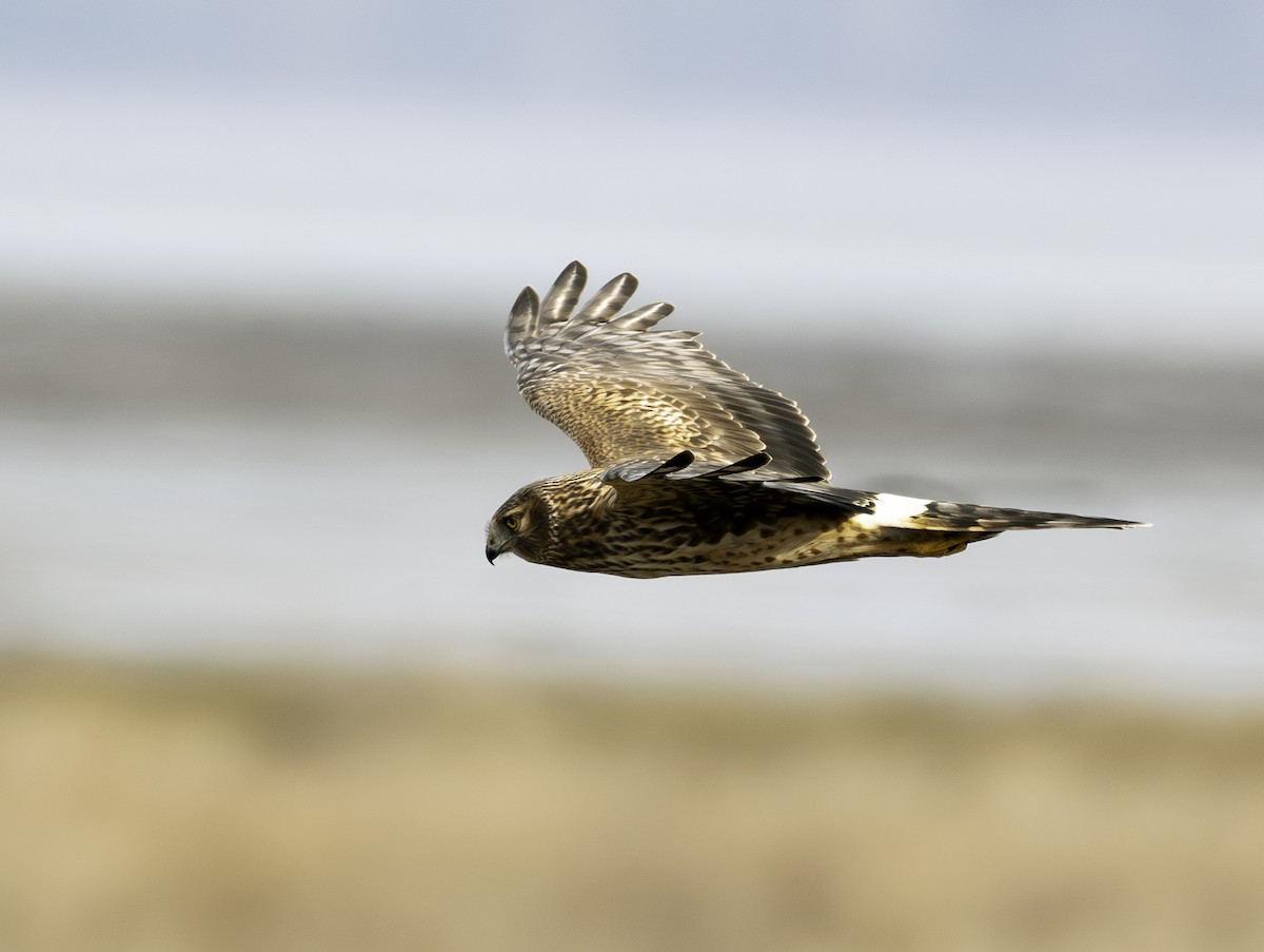 Northern Harrier - ML631509275