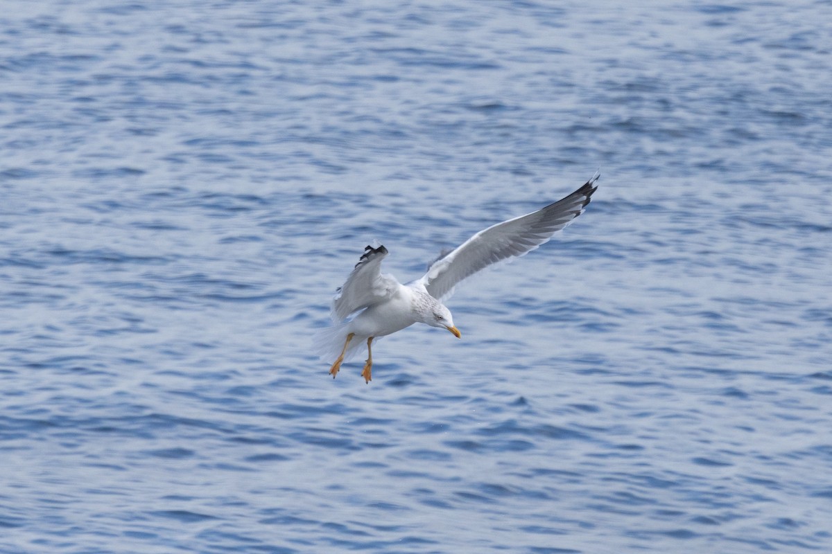 ML631509448 - Larus sp. - Macaulay Library
