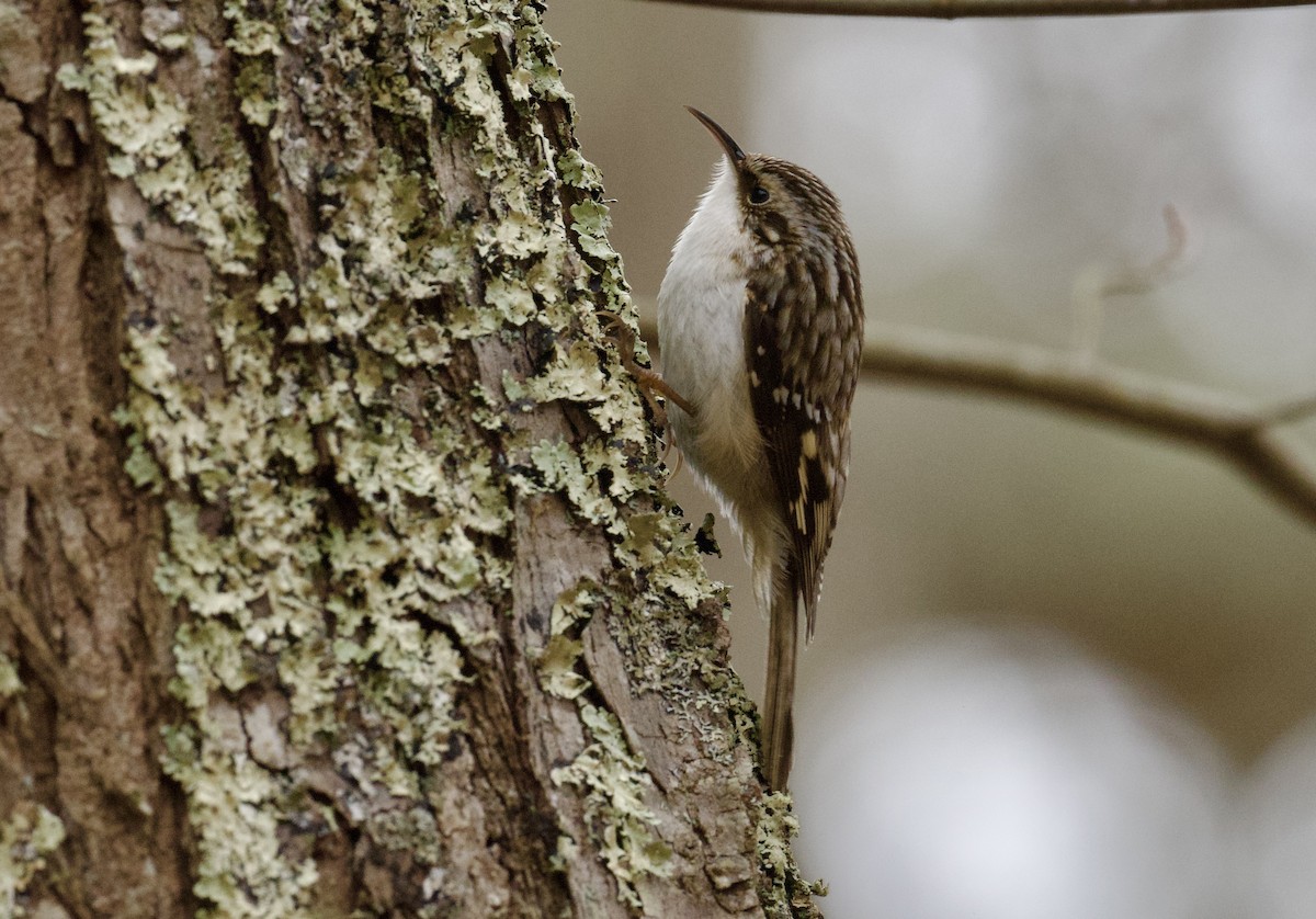 Brown Creeper - ML631509450