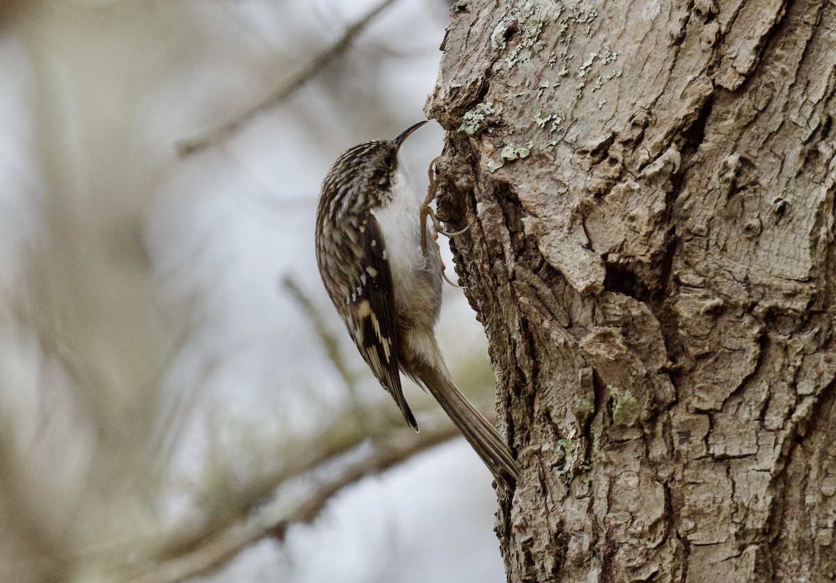 Brown Creeper - ML631509451