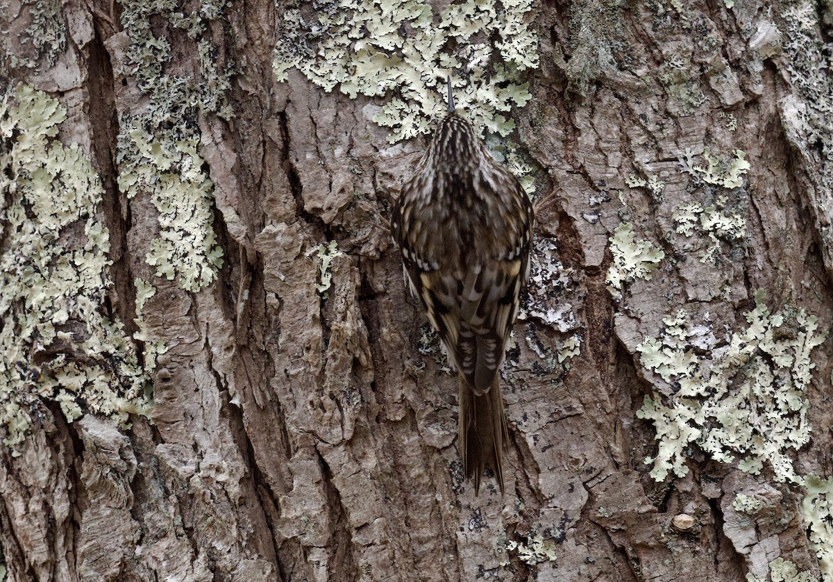 Brown Creeper - ML631509452