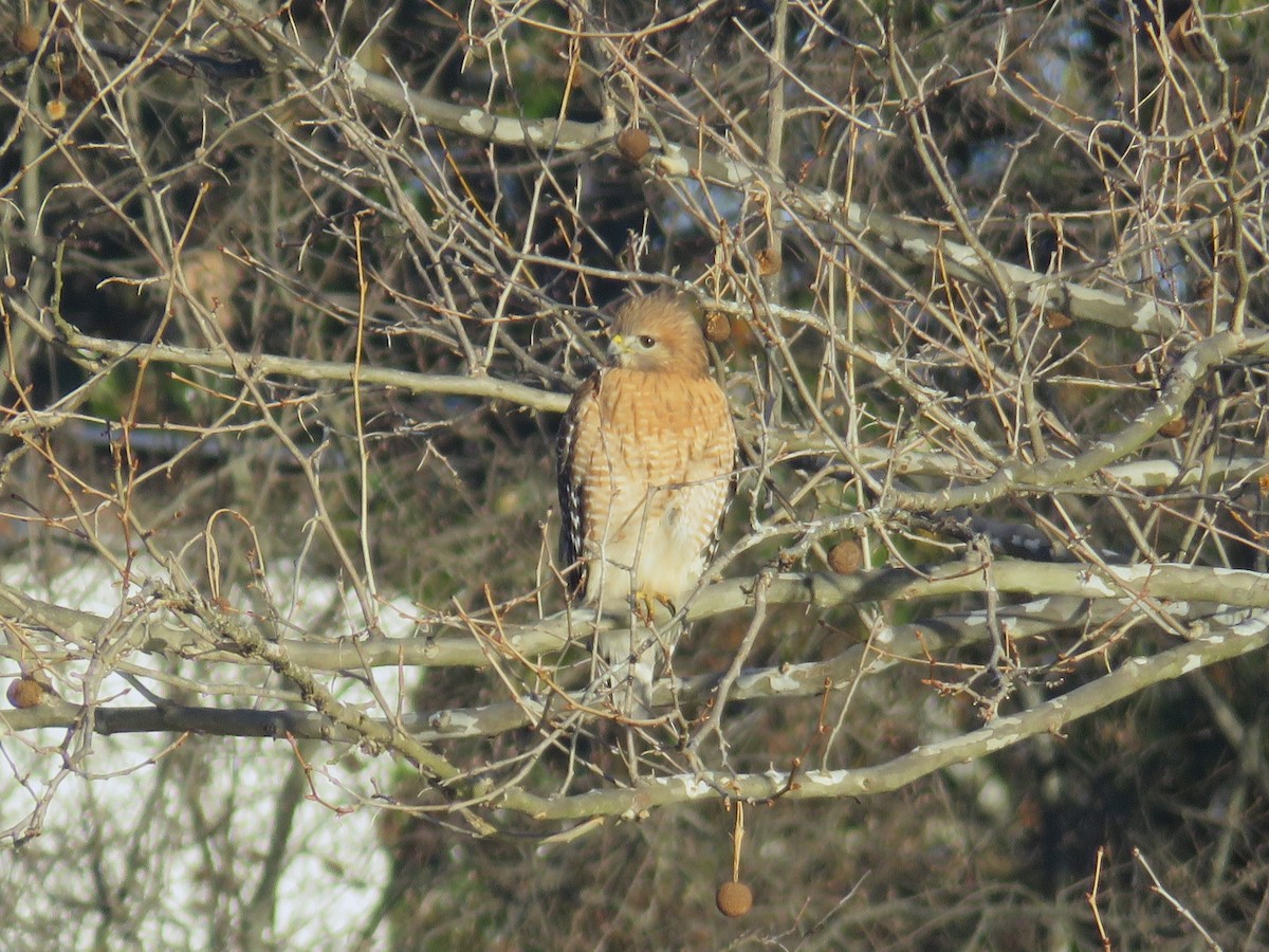 Red-shouldered Hawk - ML631509497