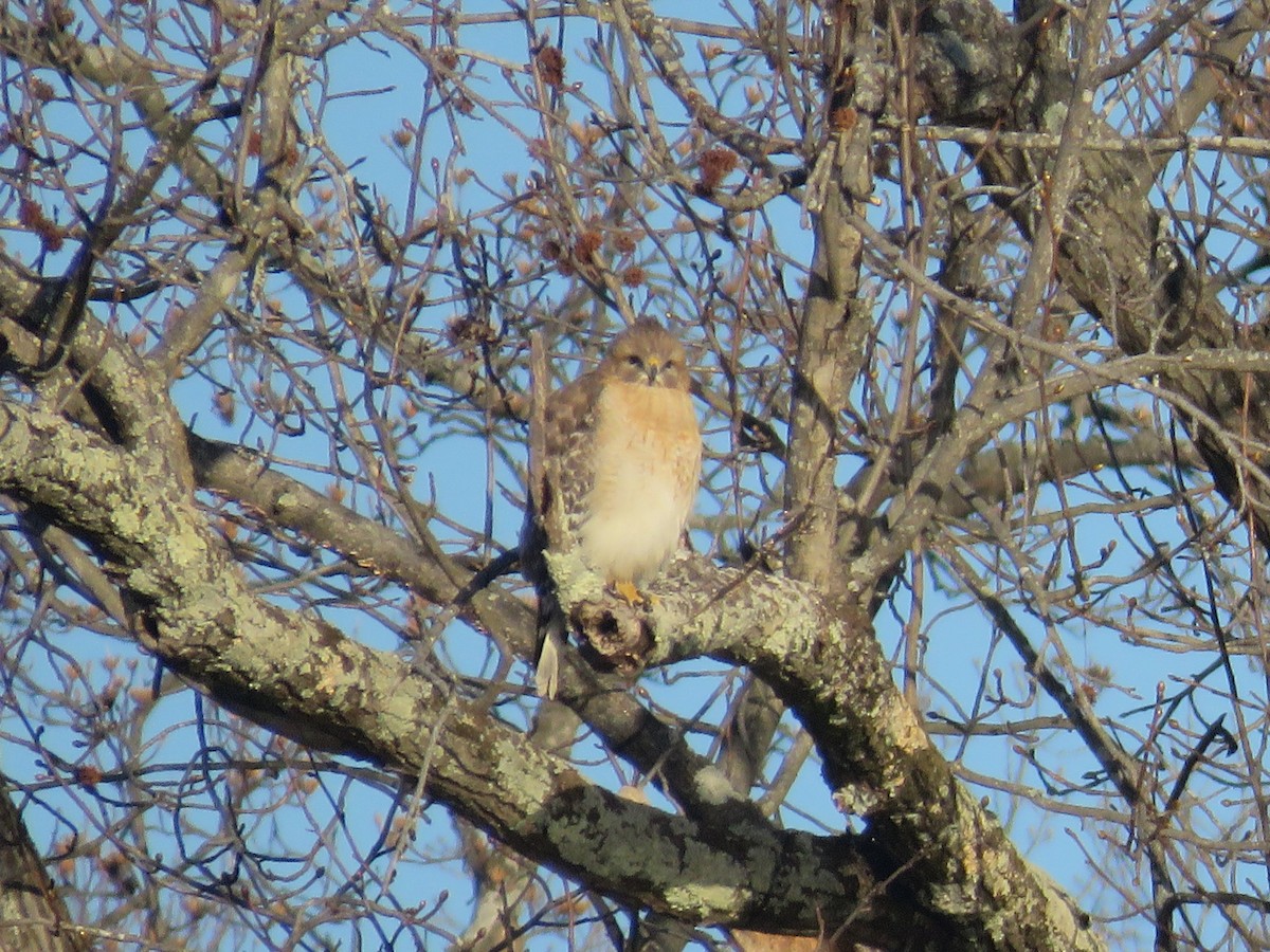 Red-shouldered Hawk - ML631509498