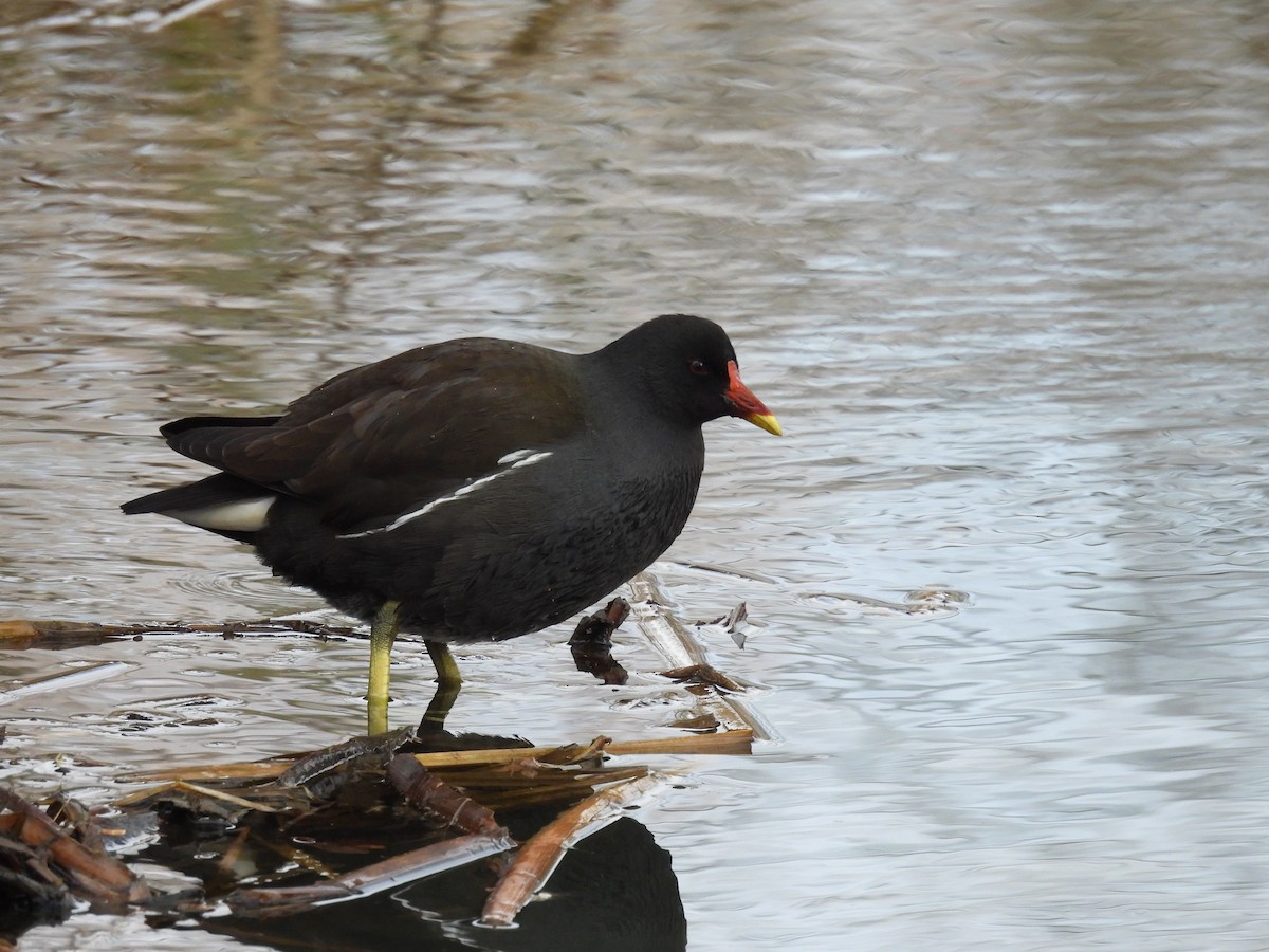 Eurasian Moorhen - ML631509506