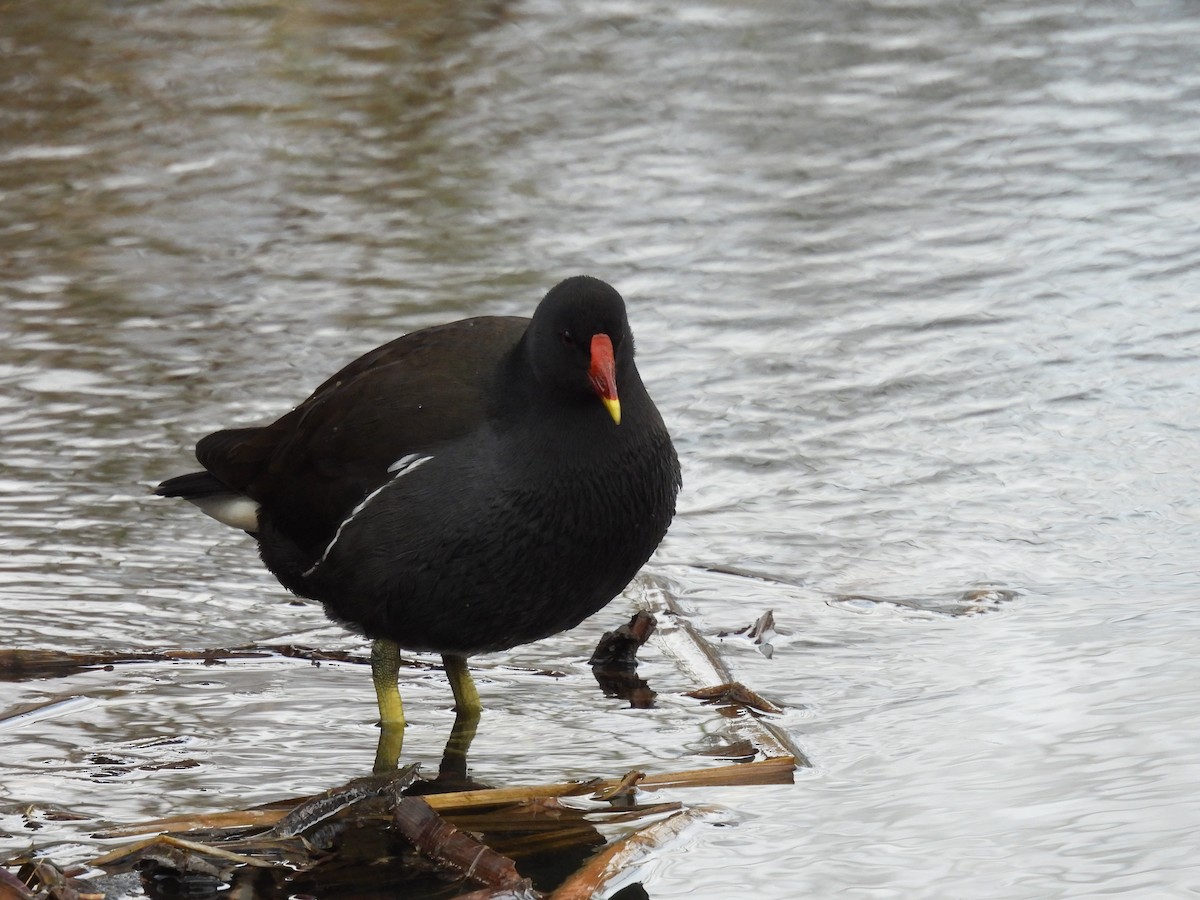 Eurasian Moorhen - ML631509509