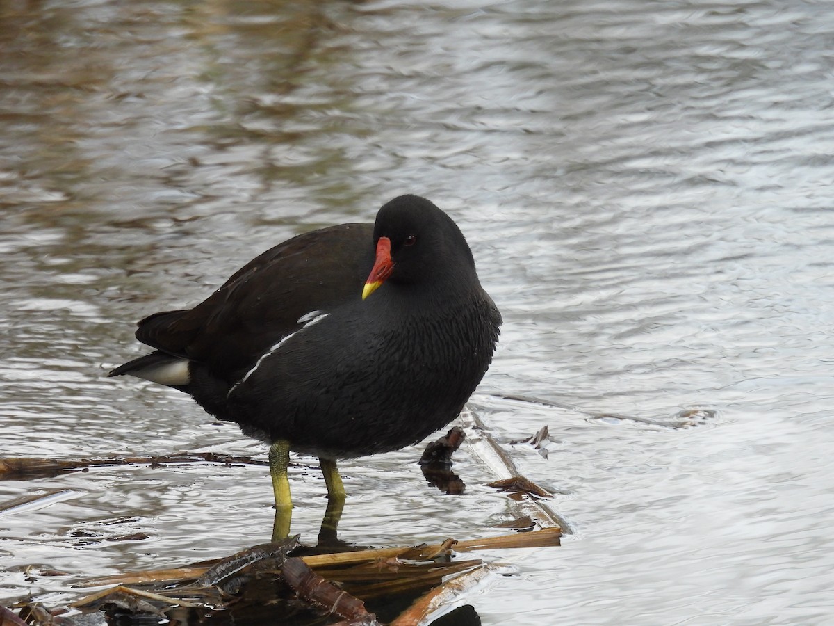 Eurasian Moorhen - ML631509511