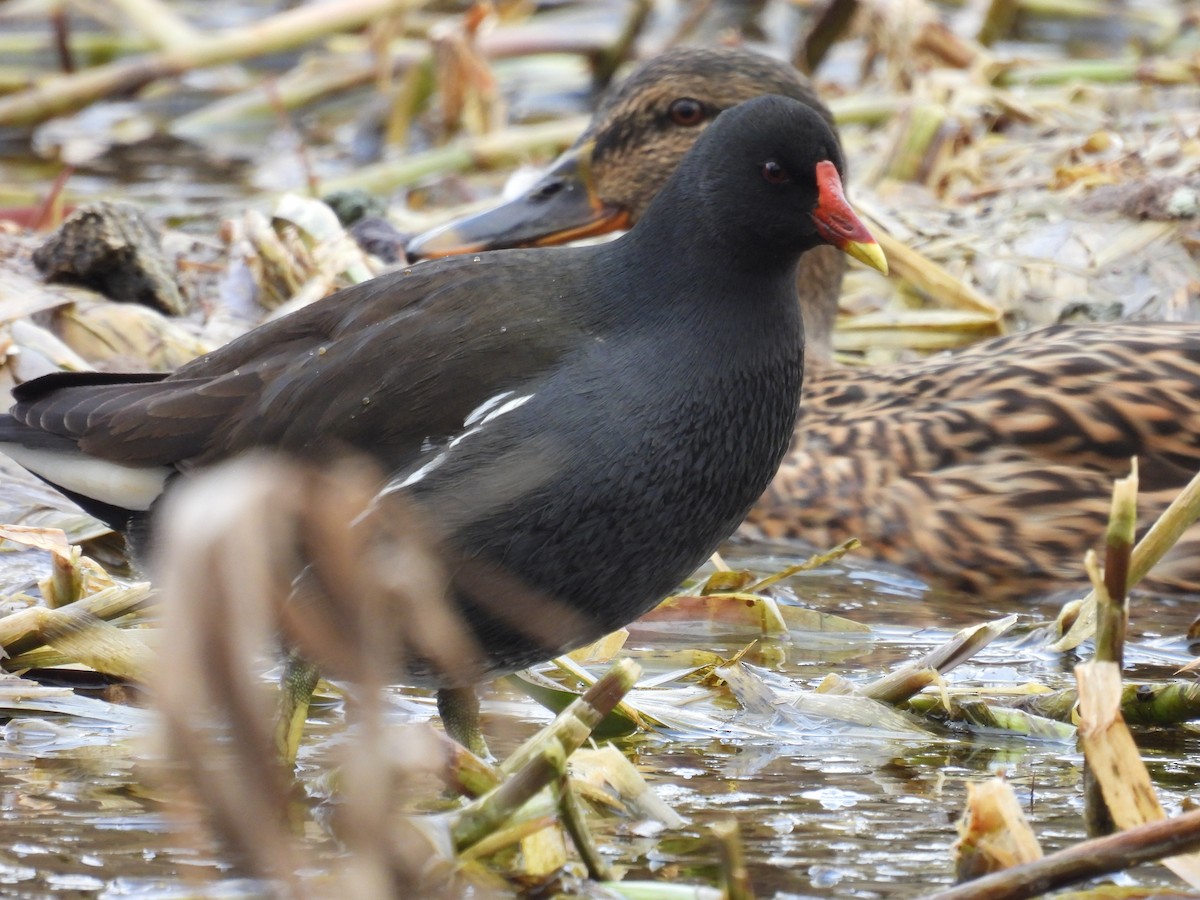 Eurasian Moorhen - ML631509533