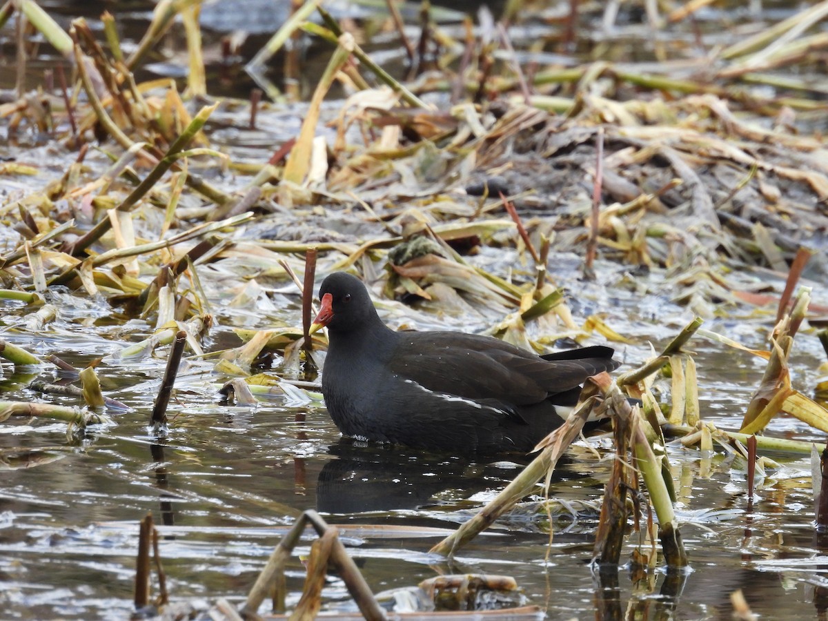 Eurasian Moorhen - ML631509538