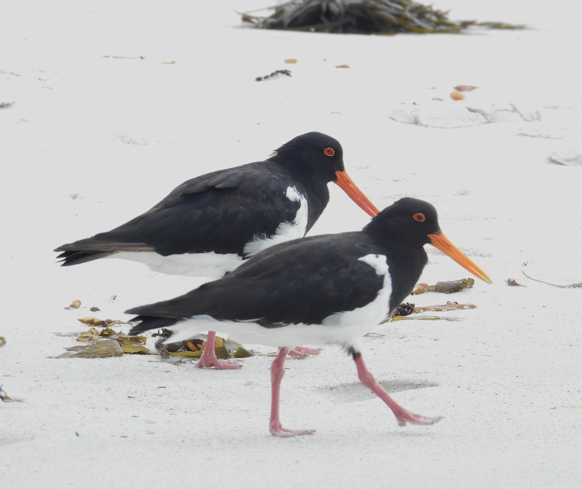 Pied Oystercatcher - ML631510039