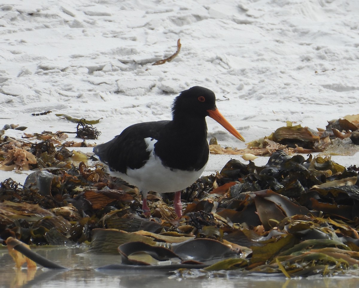 Pied Oystercatcher - ML631510040
