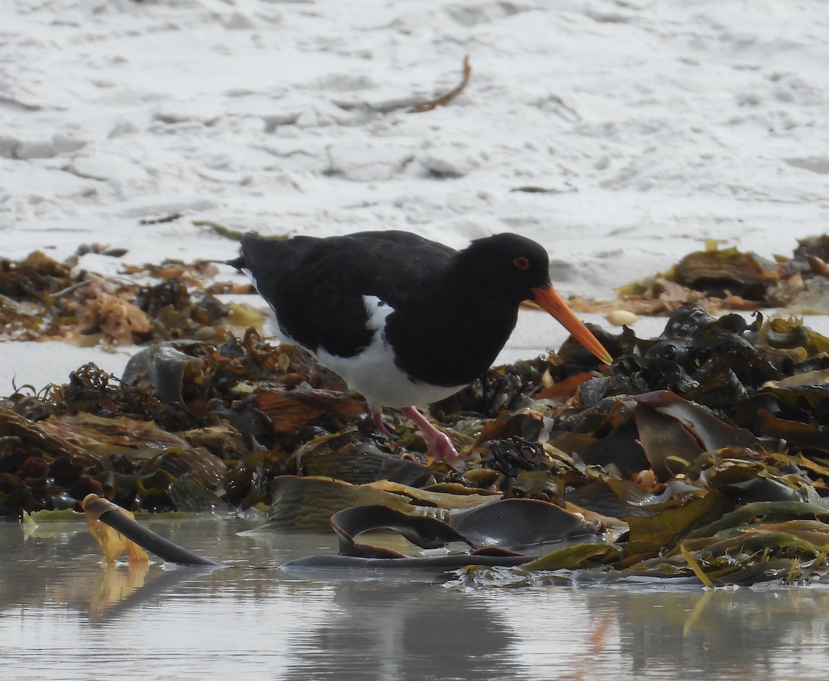 Pied Oystercatcher - ML631510041