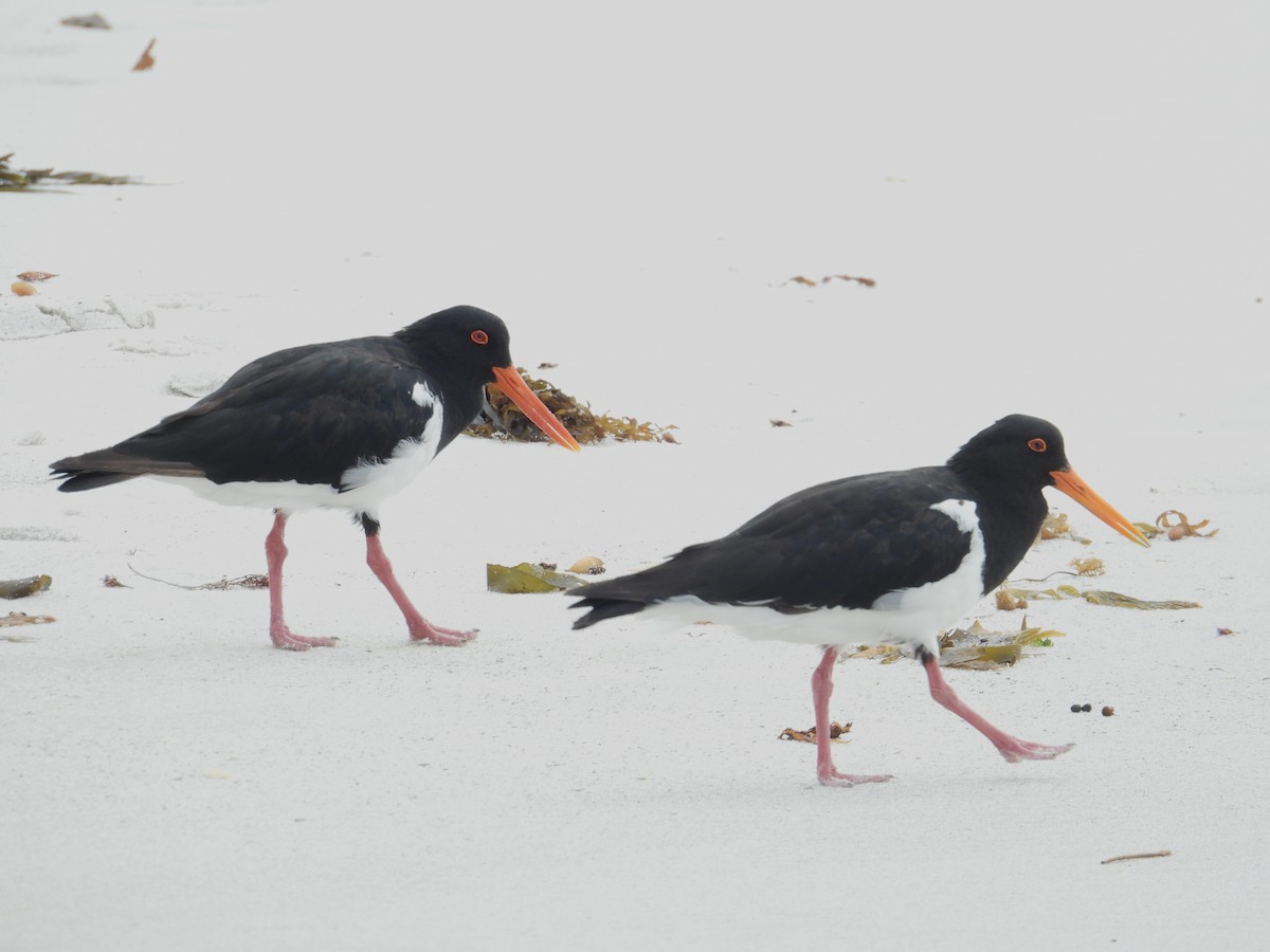 Pied Oystercatcher - ML631510042