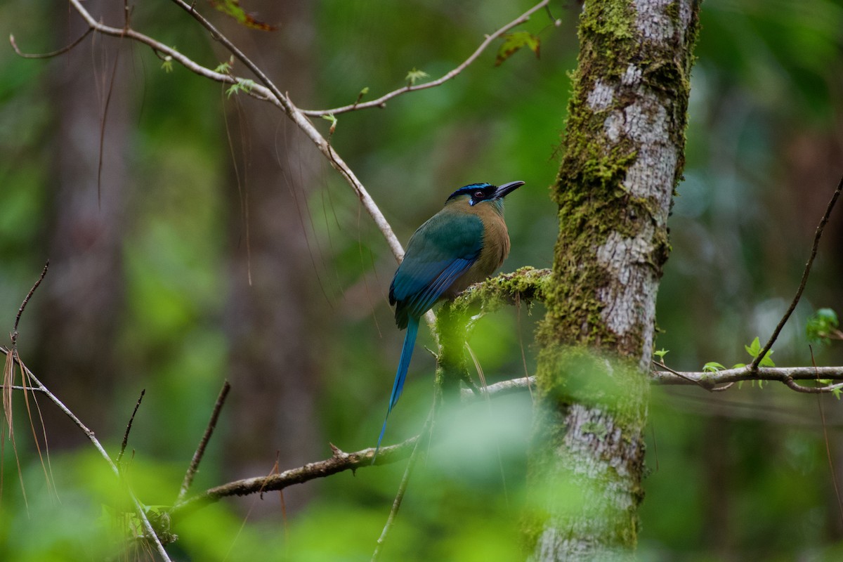 Lesson's Motmot - ML631510073