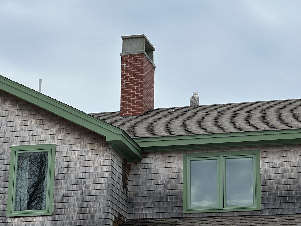 sovice sněžní - ML631510093