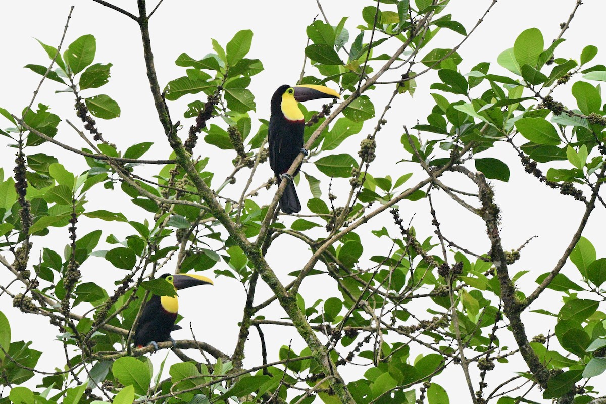 Yellow-throated Toucan (Chestnut-mandibled) - ML631510124