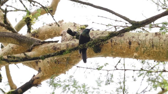 Нектарка бронзова - ML631510133