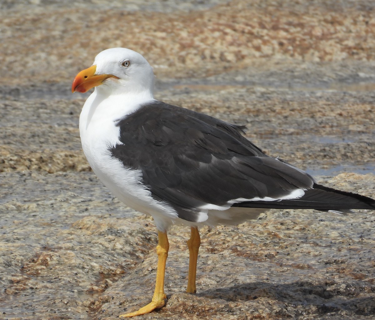 Pacific Gull - ML631510155