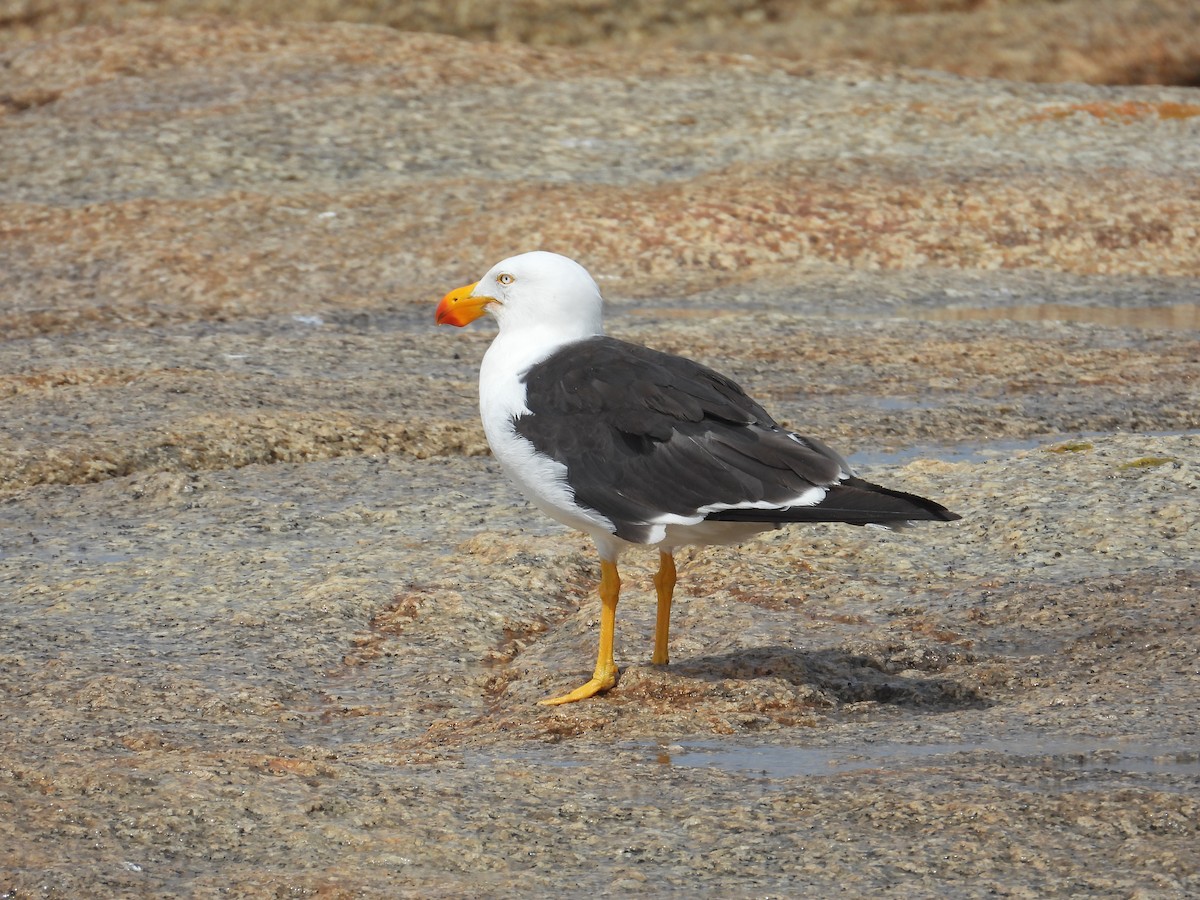 Pacific Gull - ML631510160