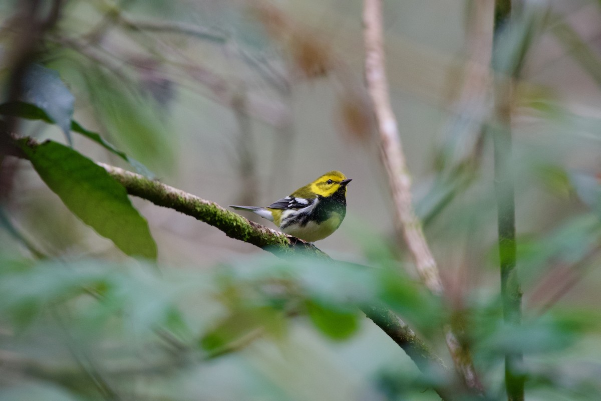 Black-throated Green Warbler - ML631510191