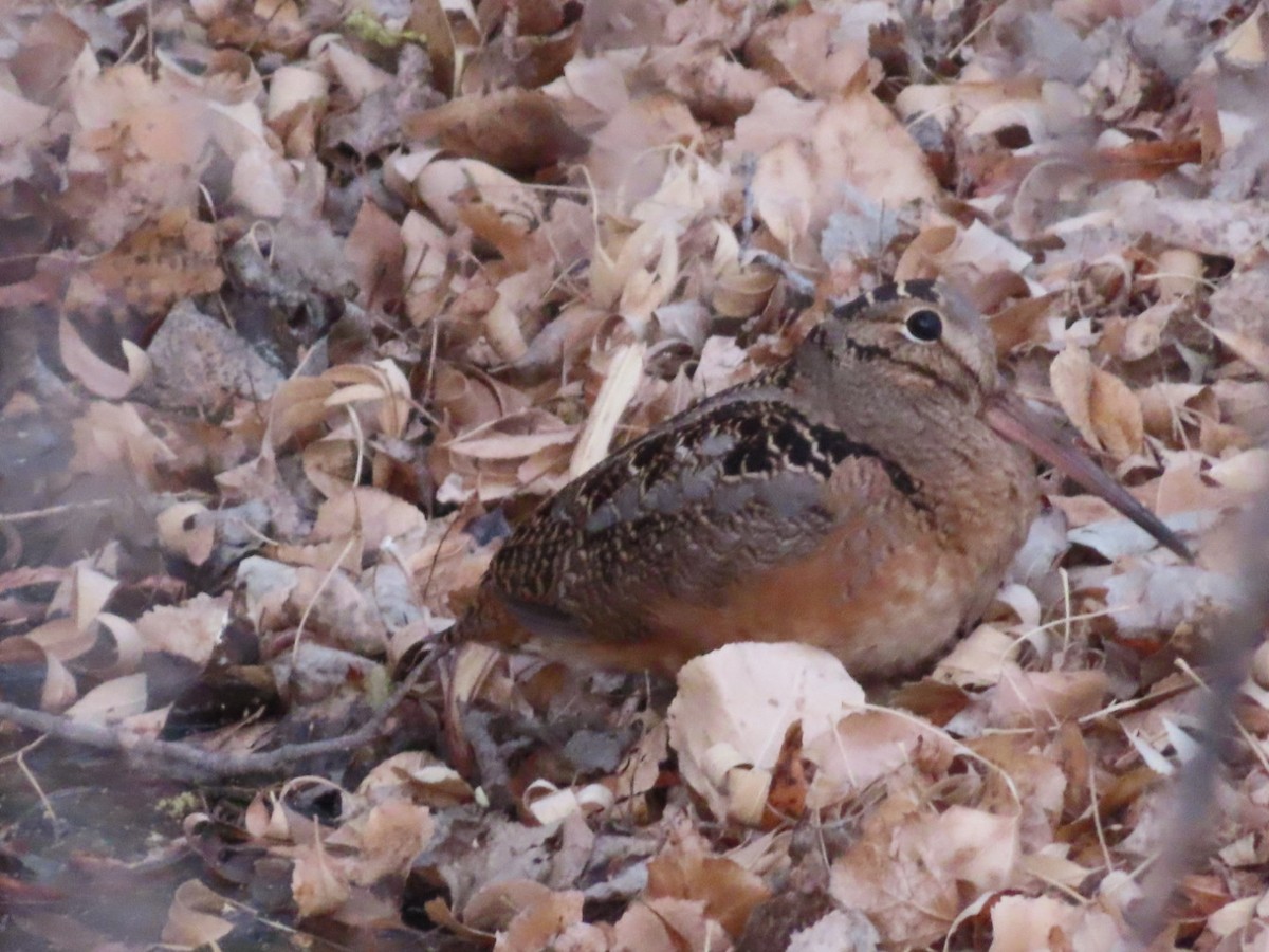 sluka americká - ML631510278