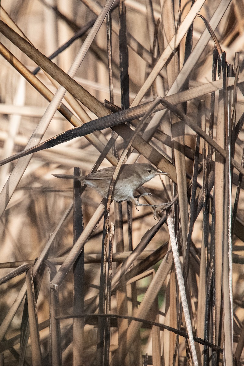 Очеретянка ставкова [група baeticatus] - ML631510293