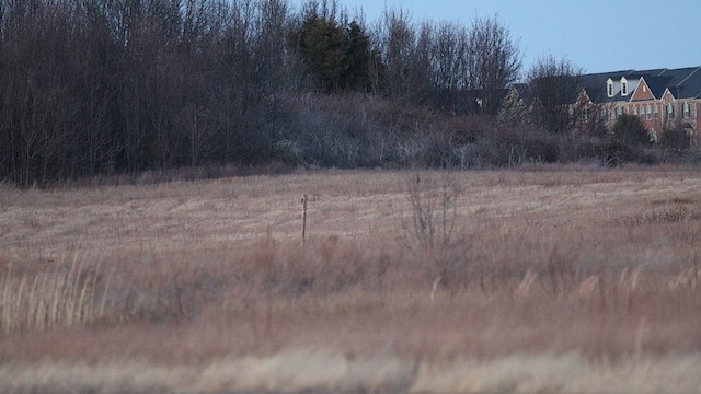 Short-eared Owl - ML631510295