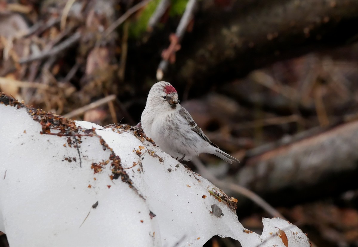 Redpoll (exilipes) - ML631510299
