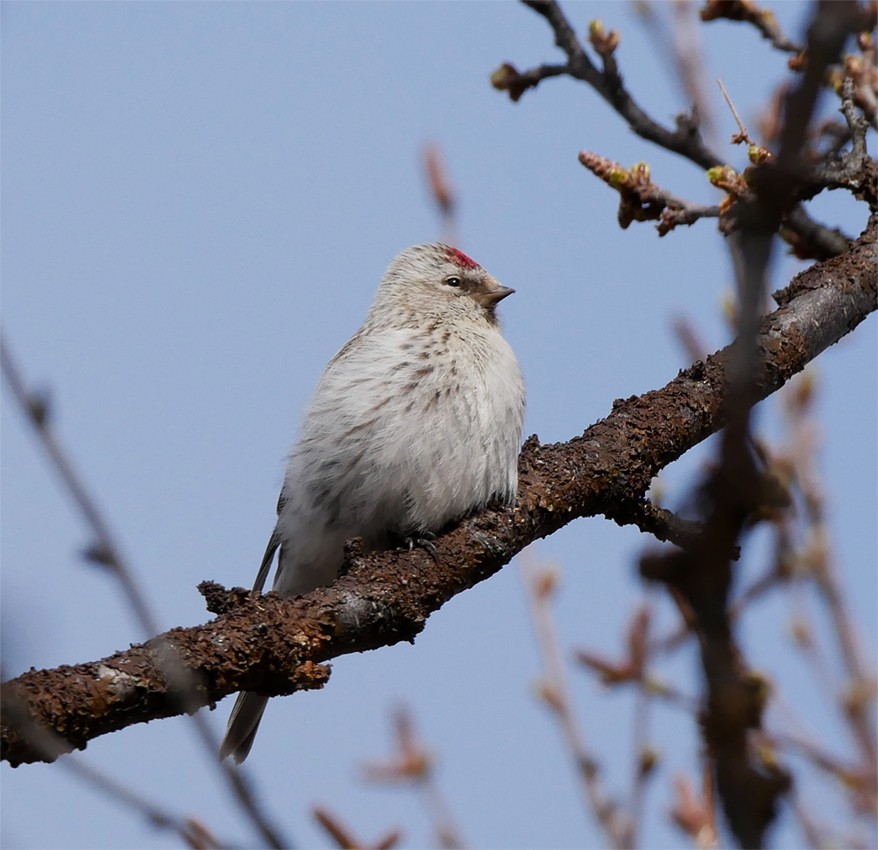 Redpoll (exilipes) - ML631510301