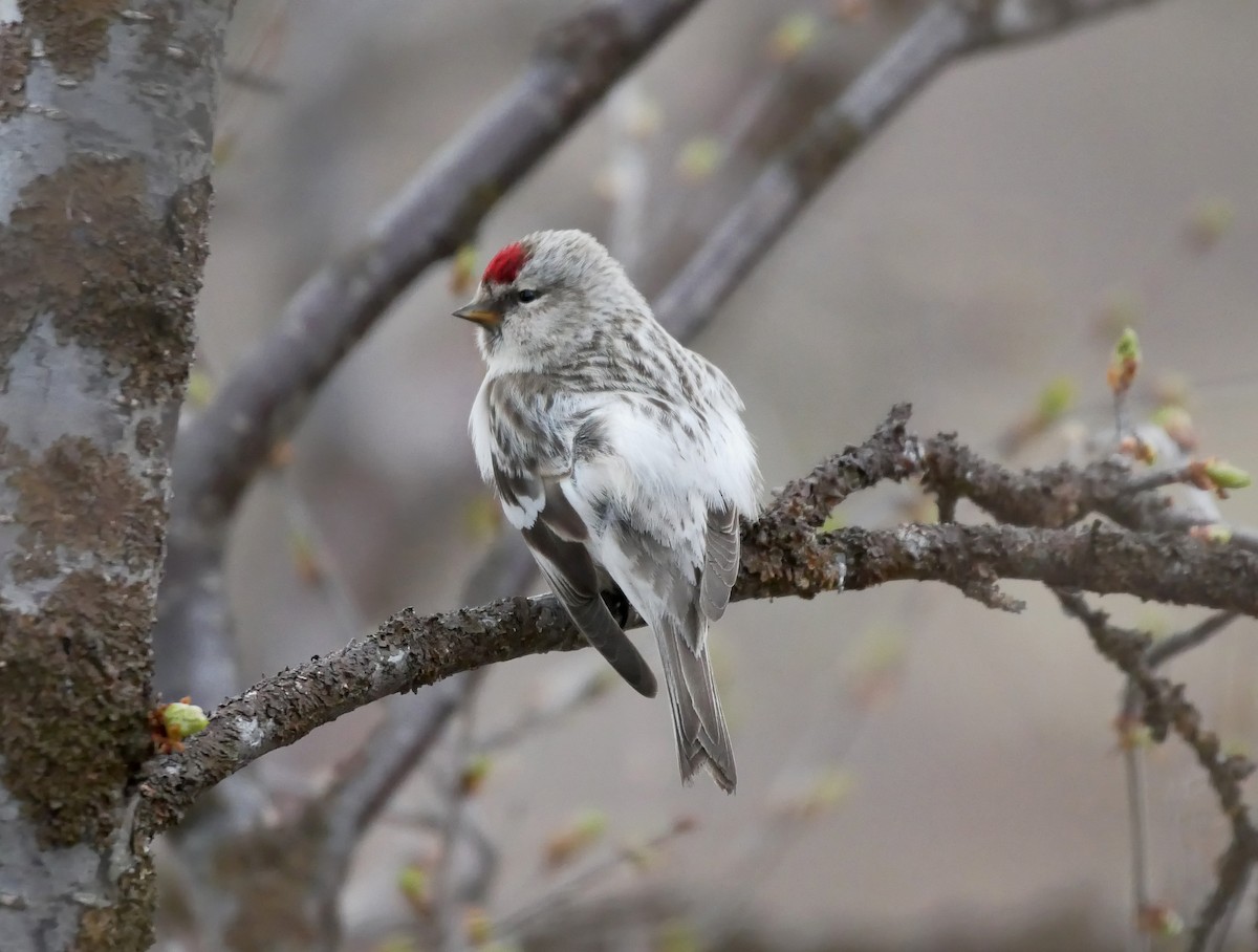 Redpoll (exilipes) - ML631510302