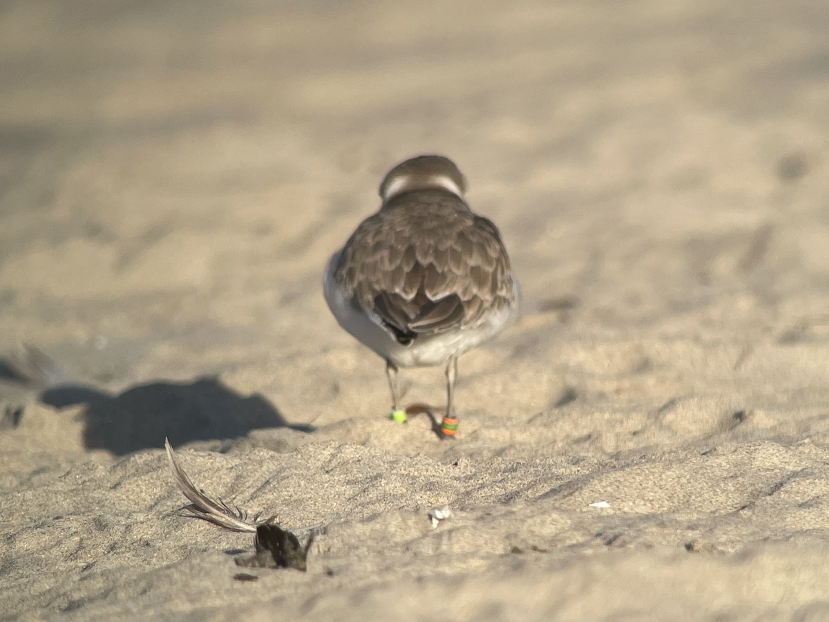 Snowy Plover - ML631510305