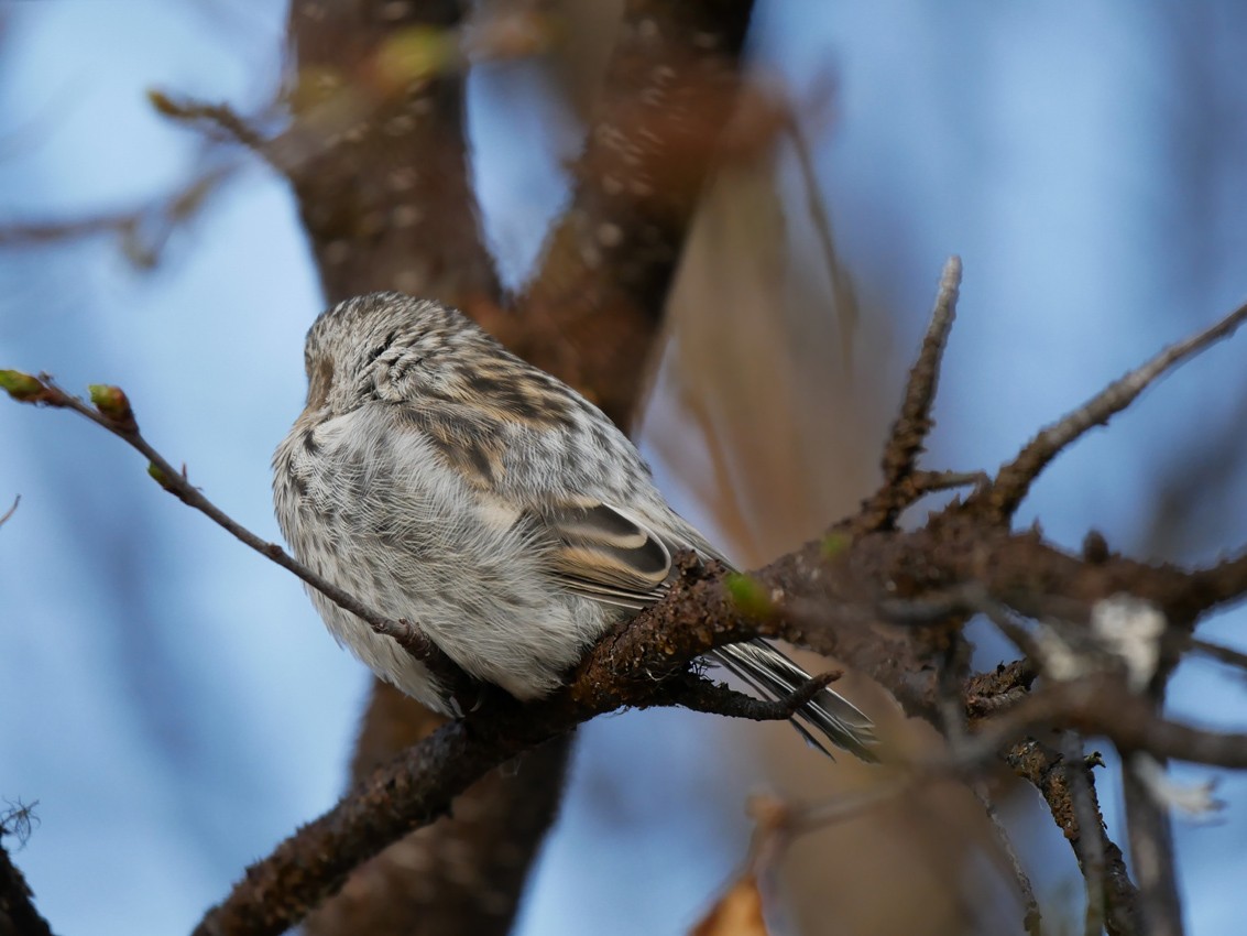 Redpoll (exilipes) - ML631510353
