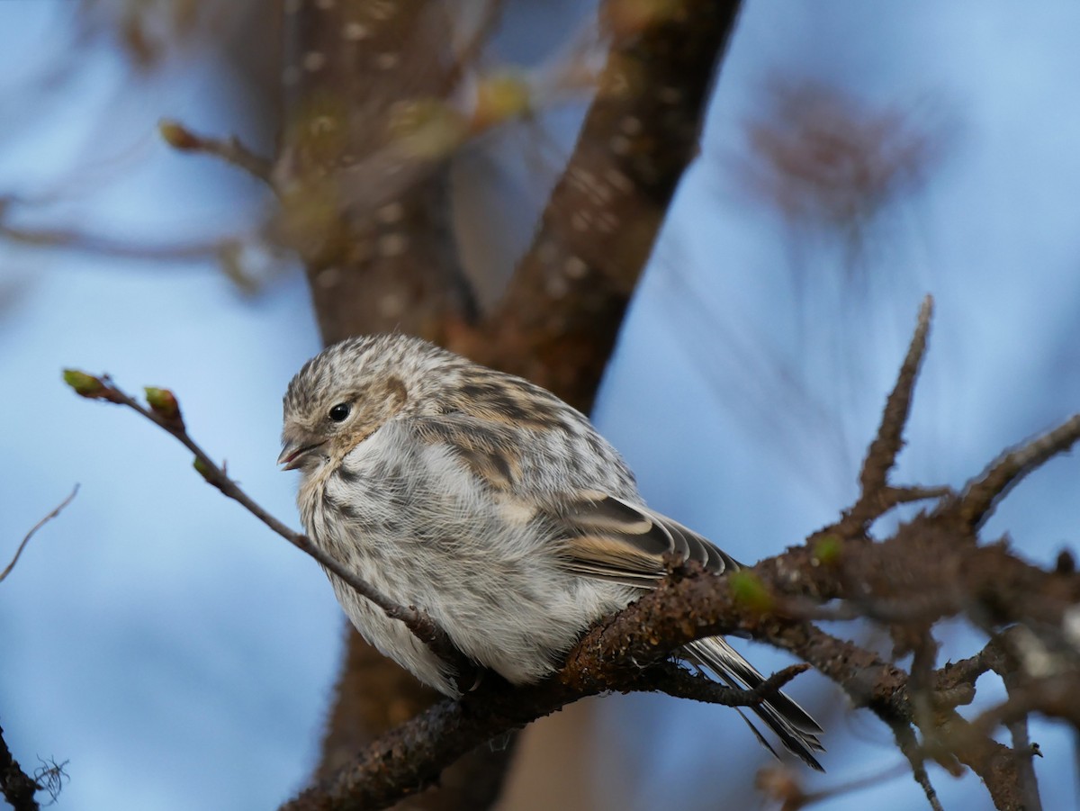 Redpoll (exilipes) - ML631510354