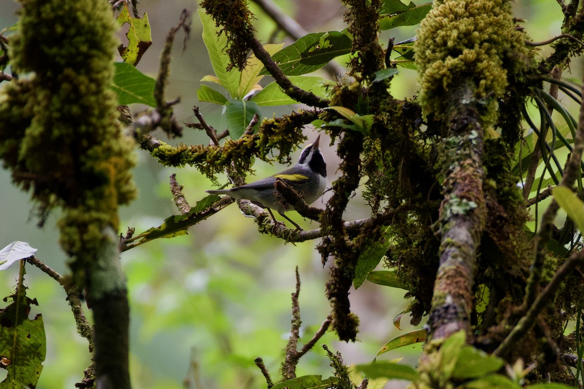 Golden-winged Warbler - ML631510493