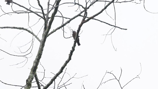 Gray-throated Barbet (Gray-headed) - ML631510532