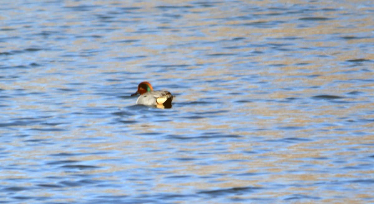 Ногоохон нугас - ML631510611