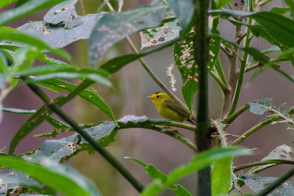 Wilson's Warbler - ML631510648