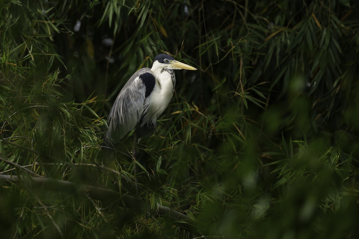 Cocoi Heron - ML631510731