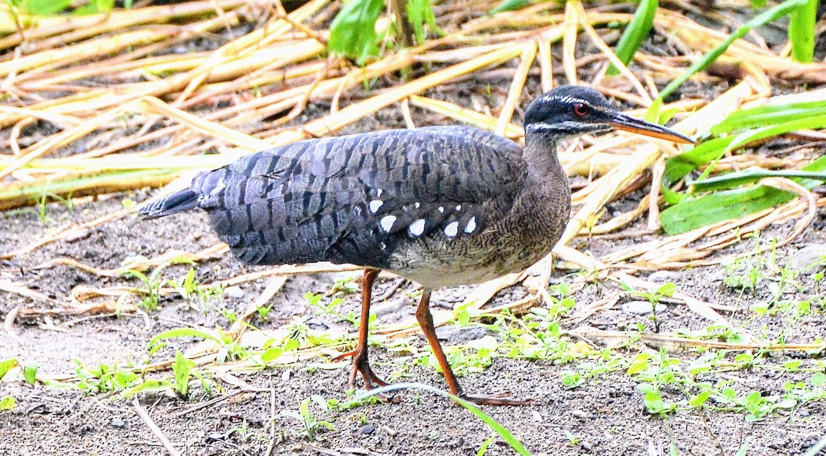 slunatec nádherný (ssp. major/meridionalis) - ML631510751
